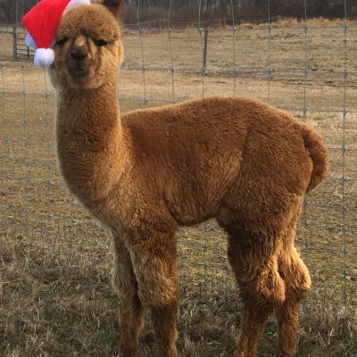 Happy Holidays 2021!